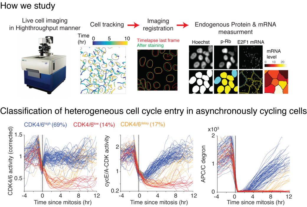 How we study - The Yang lab, department of pathology and cell biology