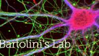 Bartolini Lab