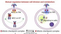 Choi Lab research figure - CUIMC Pathology and Cell Biology