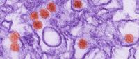Zika virus particles. Image: CDC / Cynthia Goldsmith