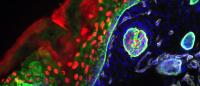 Color enhanced microscopic cellular biological scan